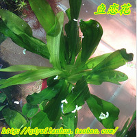 百分之百与百分之九十九》-分之百包损哦虾窝