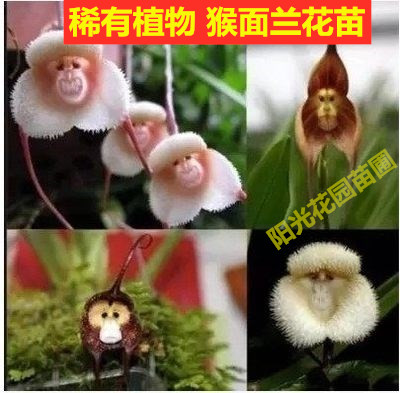 猴面兰花苗稀有花卉植物盆栽猴面小龙兰花苗室内盆栽办公室植物