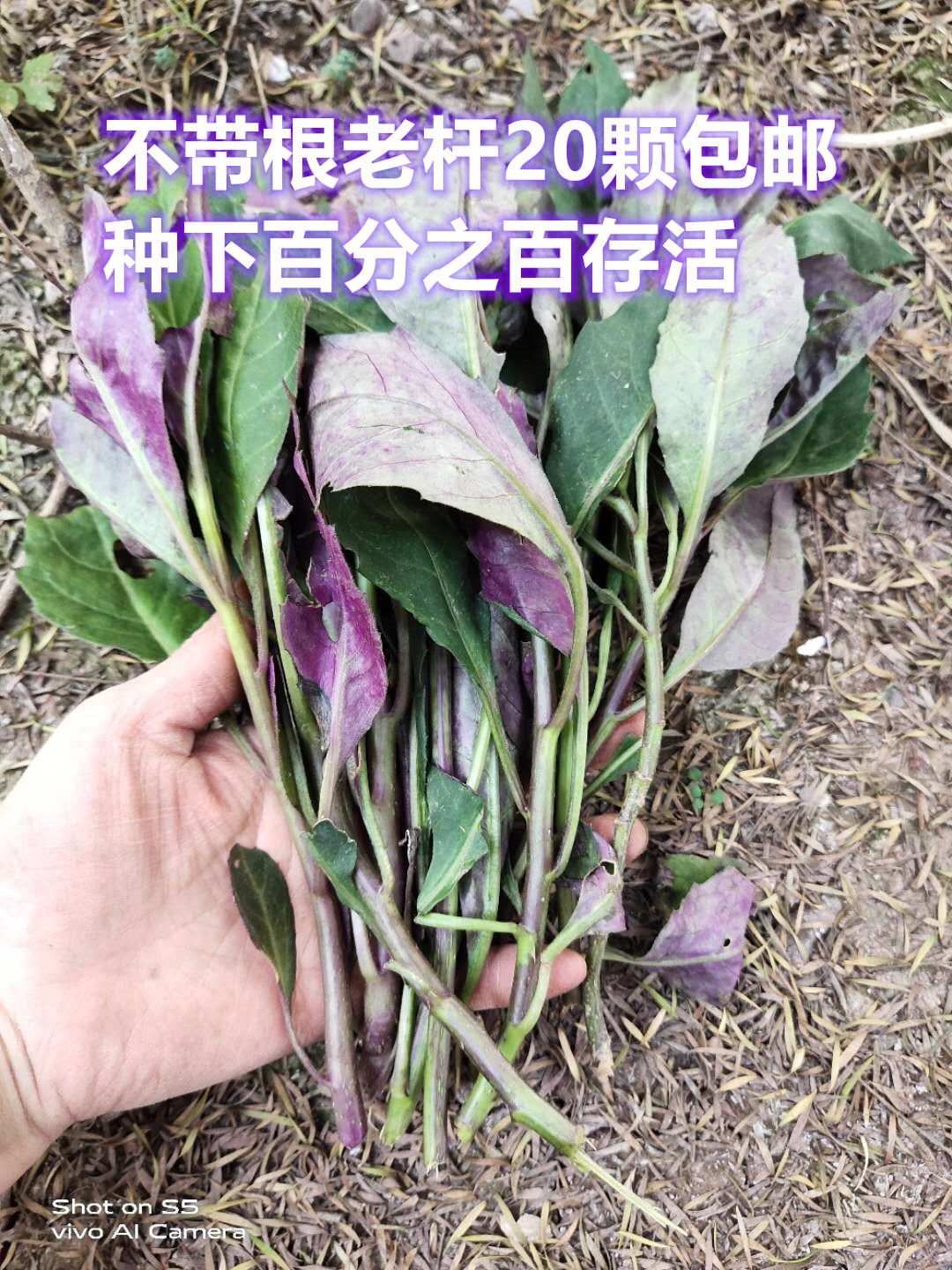 紫背菜种苗四川天葵苗血皮菜苗蔬菜种子新鲜观音菜不带根老杆20颗