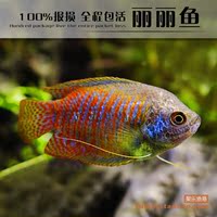 丽丽鱼-丽鱼彩裙鱼虎皮鱼黄蓝曼龙神仙鱼丽丽