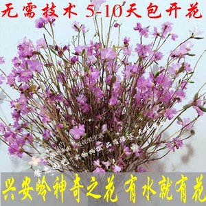 美产D'Addario达达里真的好吗 哪里买便宜价格