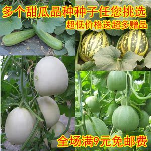 白皮蜜罐甜瓜种子 香选什么牌子好 同款好推荐
