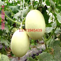 超甜红壤酥瓜甜瓜香瓜种子 老品种甜瓜 相当好