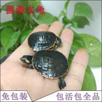 健康乌龟-2017活体北美小鳄龟苗 水龟宠物乌龟