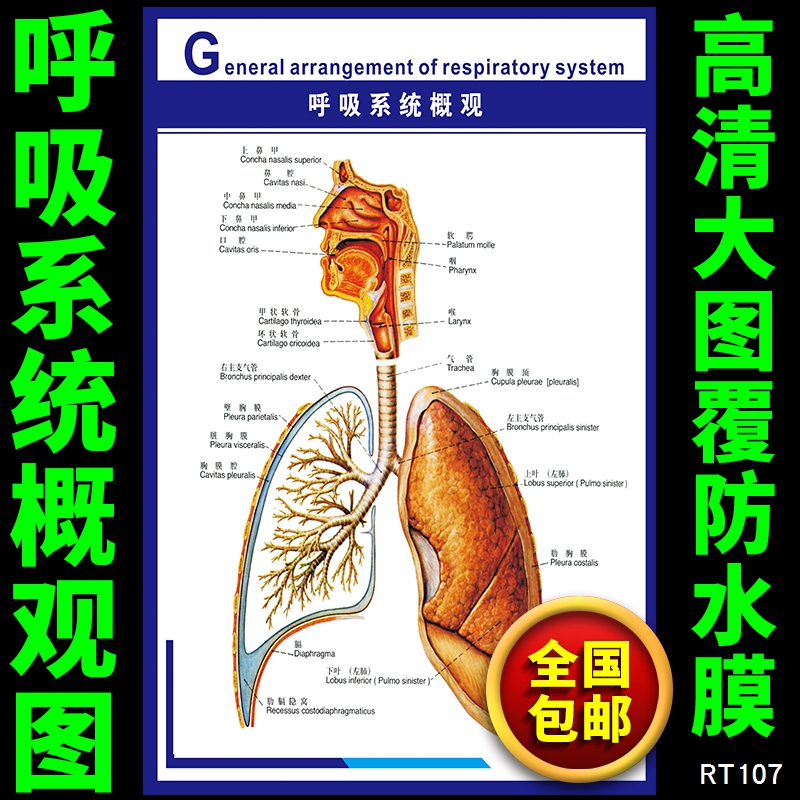 呼吸系统概观图|人体心脑血管示意挂图|人体系统解剖图|医院海报