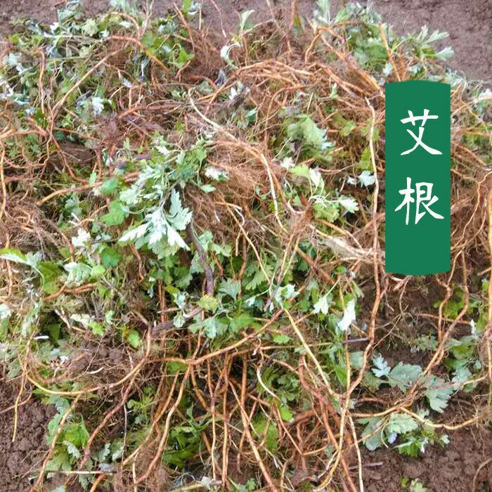 正宗蕲艾根野生老艾根艾叶根大叶艾草根艾头3斤装或艾苗30棵