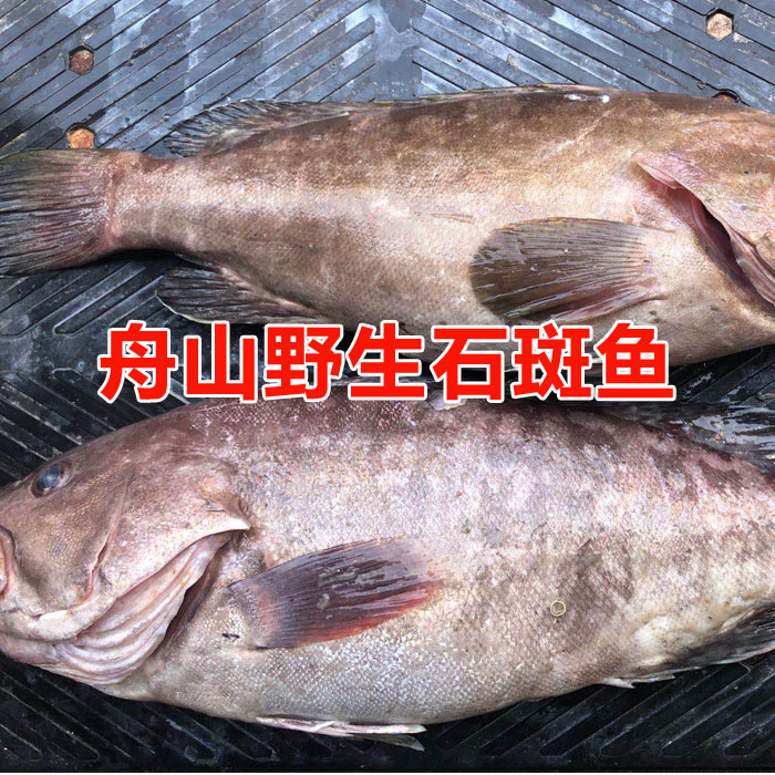 舟山野生东海石斑鱼鲷鱼新鲜海鱼海鲜水产生猛龙趸鱼龙胆鱼顺丰鲜