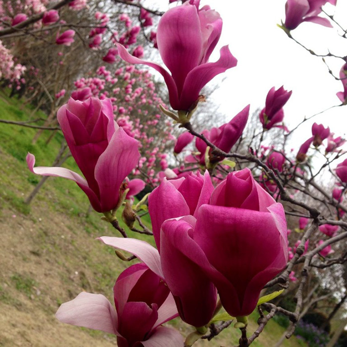 鲜花速递/花卉仿真/绿植园艺 花园植物/行道树/果树 乔木/行道树 玉兰