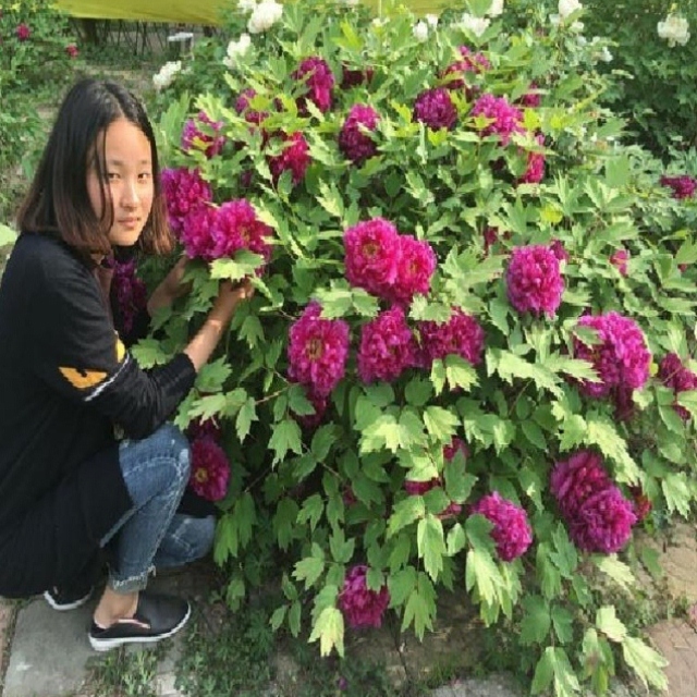 菏泽正宗牡丹花苗盆栽五年大苗当年开花重瓣洛阳牡丹大王花苗魏紫