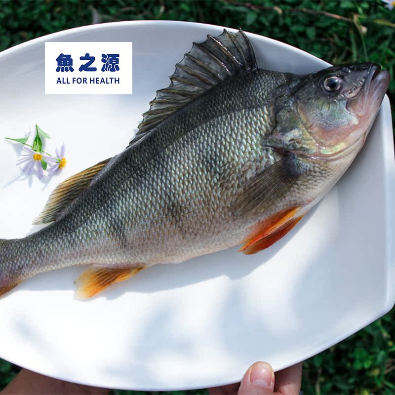 金斑鱼,鱼之源鲜活金斑鱼80元/斤,在售1.5斤,自产自销