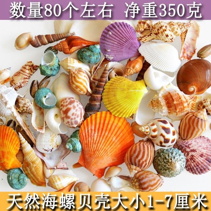 扇贝角螺手工贝壳装饰品摆件工艺制品芋螺展示海星景区做风铃