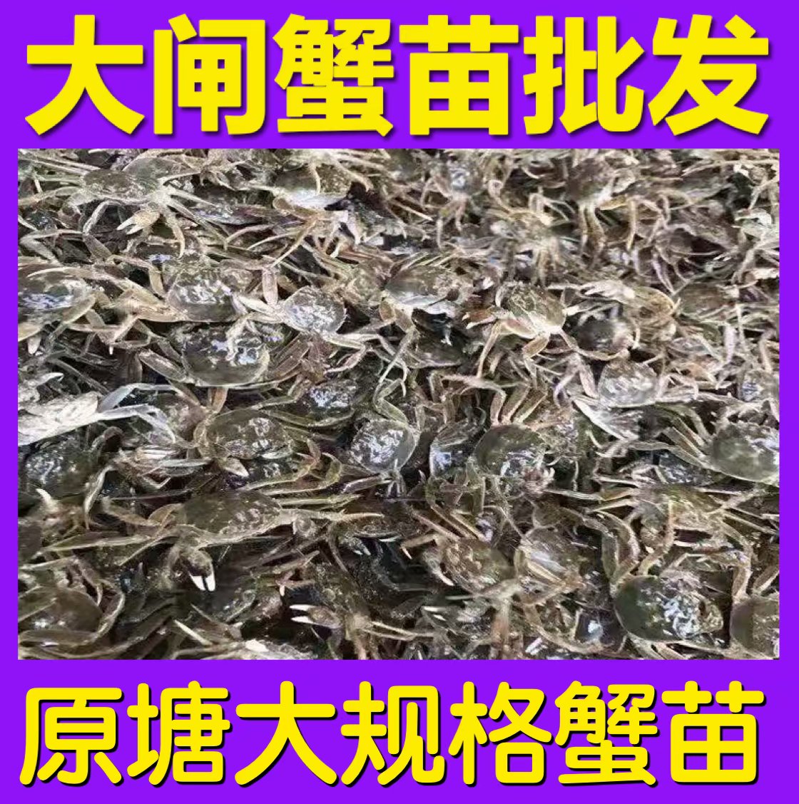 共156 件大闸蟹蟹苗相关商品