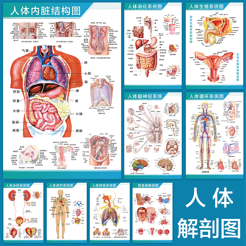 人体解剖彩色学骨骼结构图神经肌肉五脏六腑淋巴示意解刨器官挂图