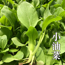 露天小油菜宝宝辅食小青菜叶菜密云农家种植新鲜蔬菜打蔬菜泥300g