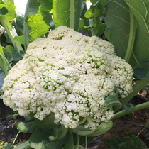 散菜花 密云绿梗新鲜蔬菜花菜白炒肉宝宝辅食鲜嫩现砍发货500g
