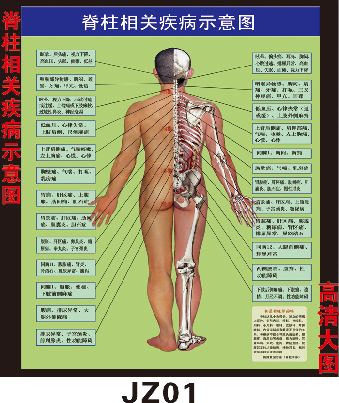 脊柱相关疾病人体经络穴位图大挂图美容院中医养生图片宣传画海报