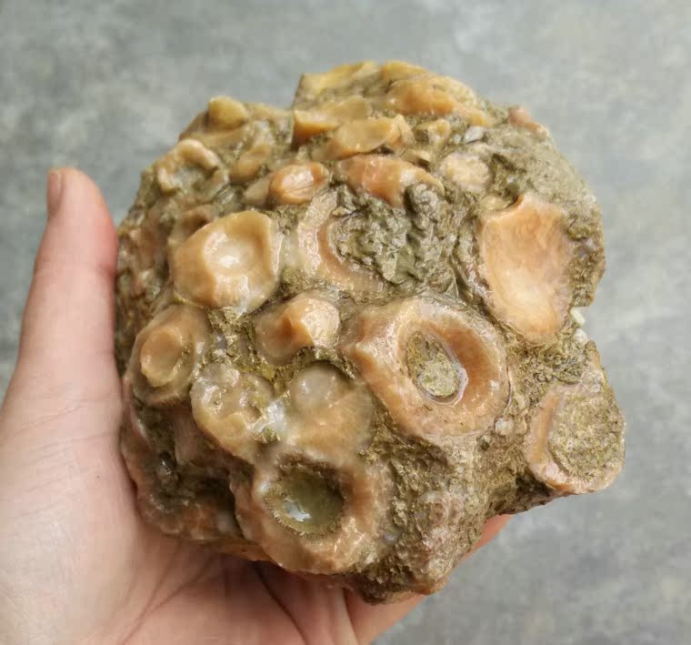 宁强珊瑚玉石化石元宝管状珊瑚奇石小件原生态摆件观赏石w*