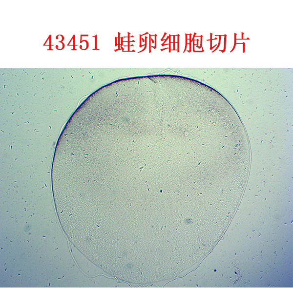 蛙卵细胞切片-显微镜配件-中小学生物切片