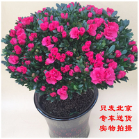 新念 小金桔盆栽年宵花卉果树四季观赏小金橘