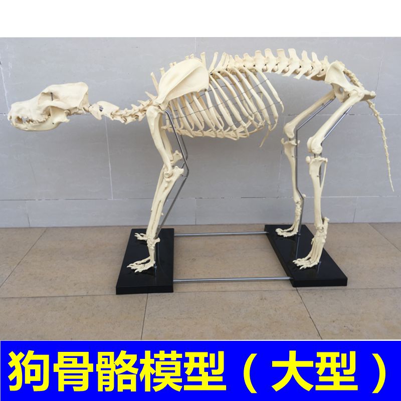 犬骨骼模型仿真大型成年狗骨架标本狗头宠物兽医畜牧动物解剖大促