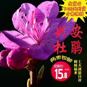 美产D'Addario达达里真的好吗 哪里买便宜价格