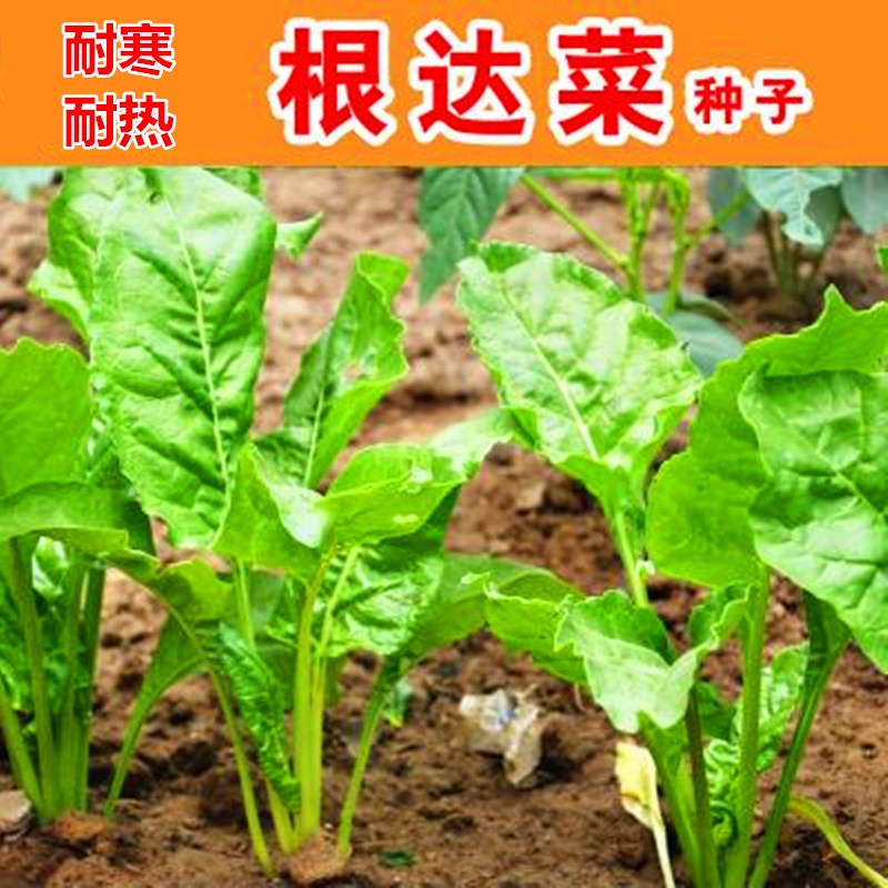 共102 件根达菜种子相关商品