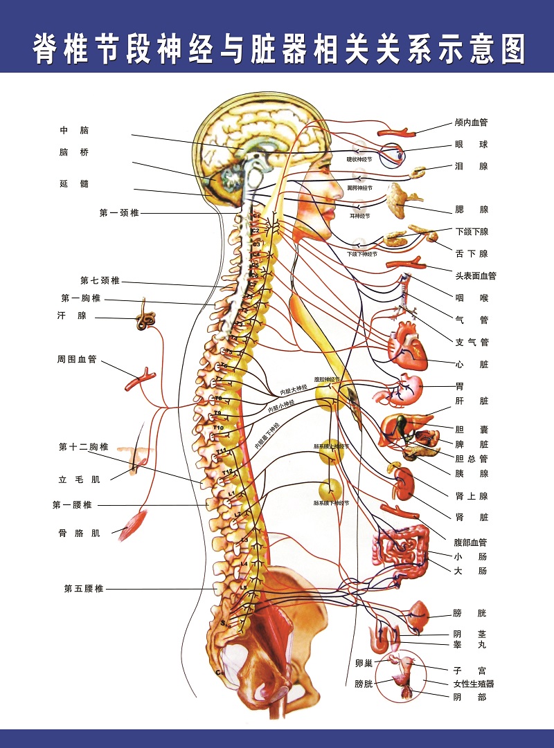 人体脊柱节段神经与脏器关系图 脊柱神经图谱 脊柱挂图脊柱解剖图