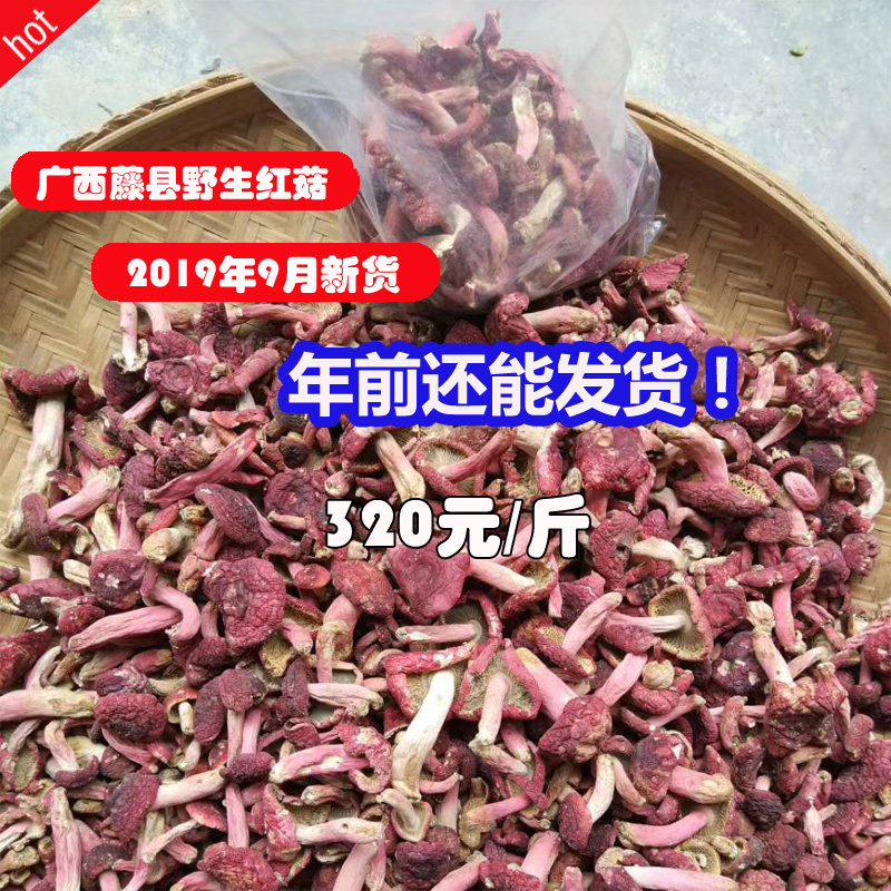 广西藤县红菇野生正宗红蘑菇包邮孕妇月子汤红椎菌一斤500g