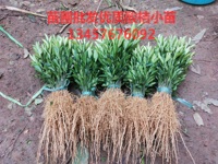 花苗黄玉兰花白兰花盆栽花香极浓 庭院种植带