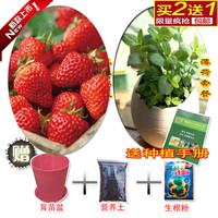 老品种非转基因四季青芸豆可留种蔬菜种子批发