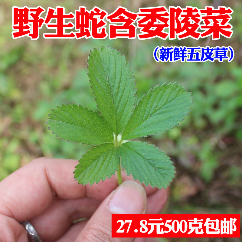 四川特产新鲜五皮草全草野生中草药蛇含委陵菜五皮风儿蛇含草头苗