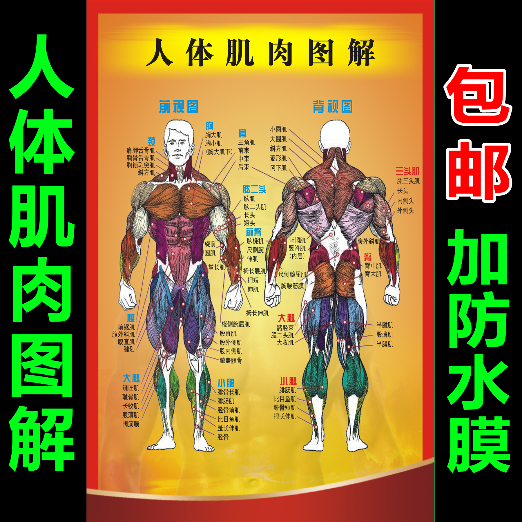 人体肌肉图解 肌肉结构解剖大挂图 器官解剖图海报定制广告贴纸