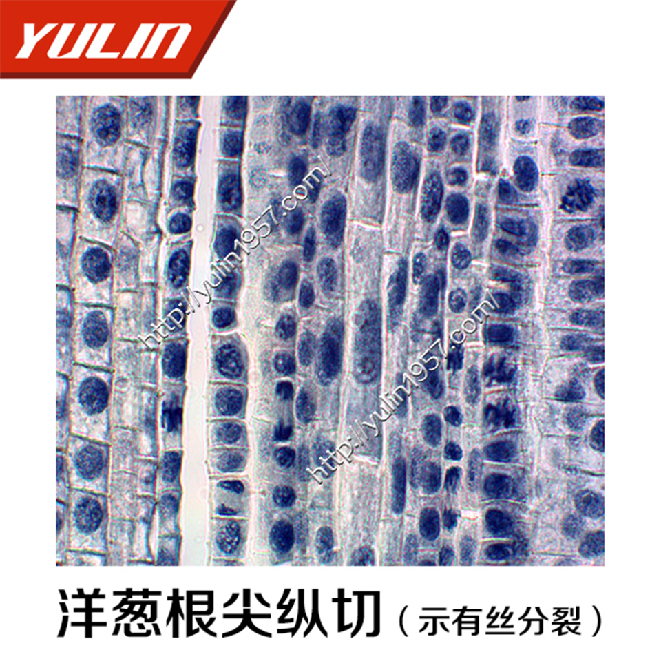 结构典型植物生物学类组织细胞 洋葱根尖纵切(示有丝分裂 )