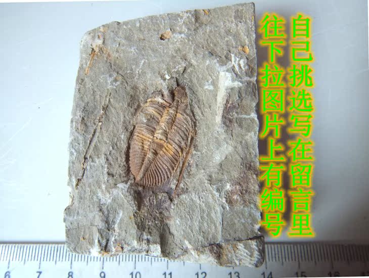 共358 件化石标本古生物相关商品