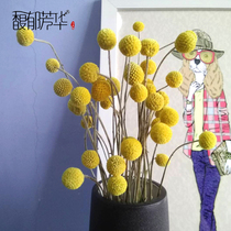 云南天然干花花真花干花装饰干花花束 家居摆设 小清新干花黄金球