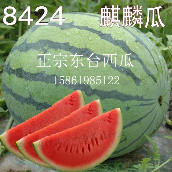 正宗东台8424麒麟瓜