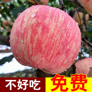 脆甜无蜡80#烟台苹果10斤栖霞红富士包邮正宗冰糖心山东新鲜水果苹果水果