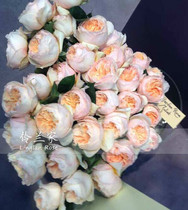 【朱丽叶 月季】_朱丽叶 月季推荐_品牌_价格