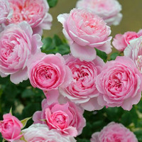 岁月静好月季园欧月 微月 铃之妖精 超级强荐品