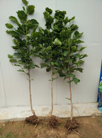 热卖牛油果苗-卖牛油果苗 鳄梨树苗 油梨樟梨酪