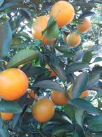 国宴佳果 红江橙苗 嫁接橙子苗 廉江红橙子树苗