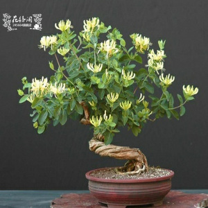 室外植物真的好吗 哪里买便宜价格