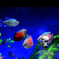 丽丽鱼-丽鱼彩裙鱼虎皮鱼黄蓝曼龙神仙鱼丽丽