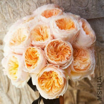 【朱丽叶 月季】_朱丽叶 月季推荐_品牌_价格