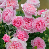 岁月静好月季园欧月 微月 铃之妖精 超级强荐品