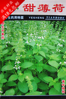 婆婆町 进口胡椒薄荷种子 野薄荷香草种子 最适