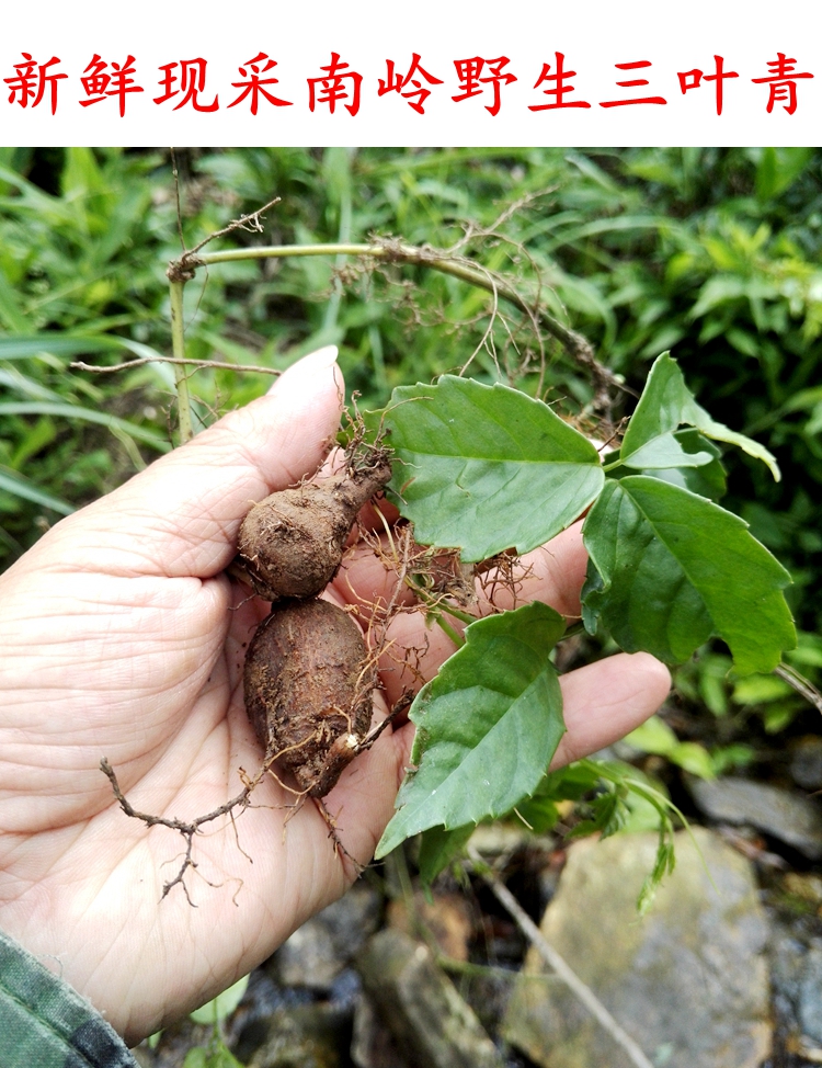 南岭采药人新鲜现采野生三叶青金线吊葫芦丝线吊金钟小儿高烧不退