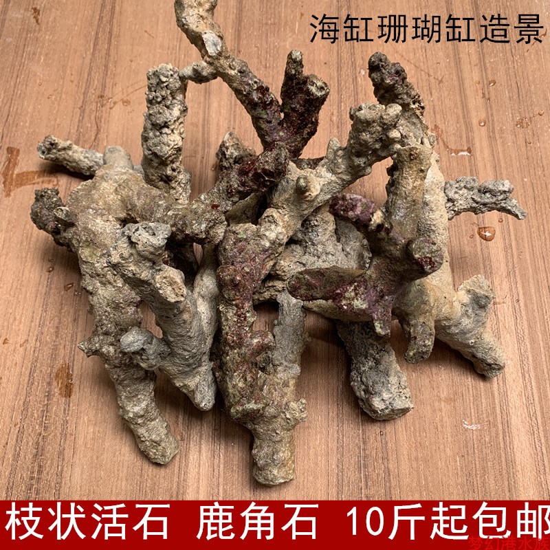 海水枝状活石 鹿角石珊瑚缸lps sps海缸造景造型珊瑚石 10斤包邮