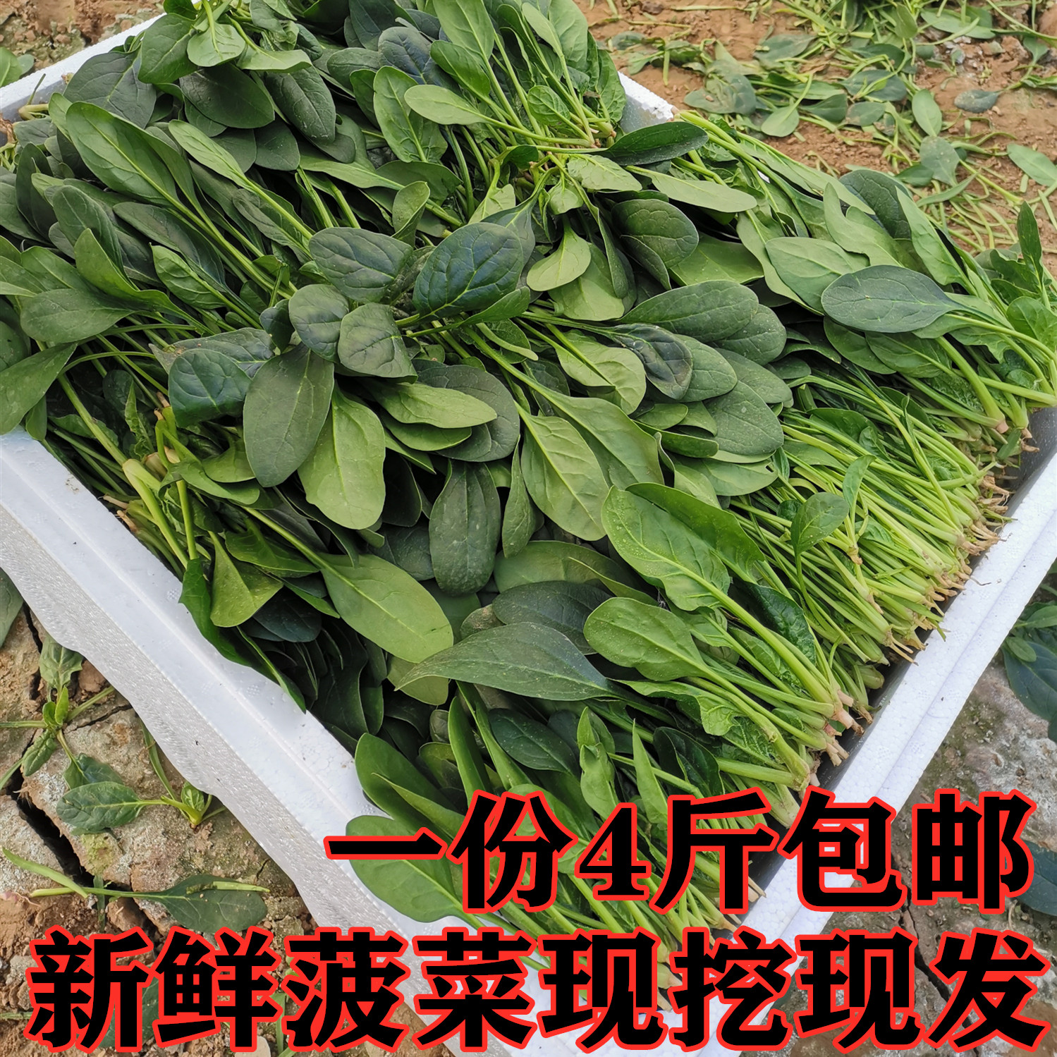 新鲜菠菜大叶红根矮杆菠菜新鲜蔬菜农家种现摘现发4斤包邮