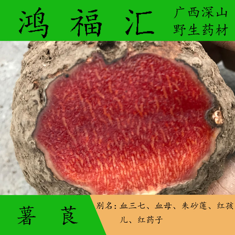广西新鲜野生薯莨 血三七 血母 红药子 朱砂莲 现挖 500g买4送1